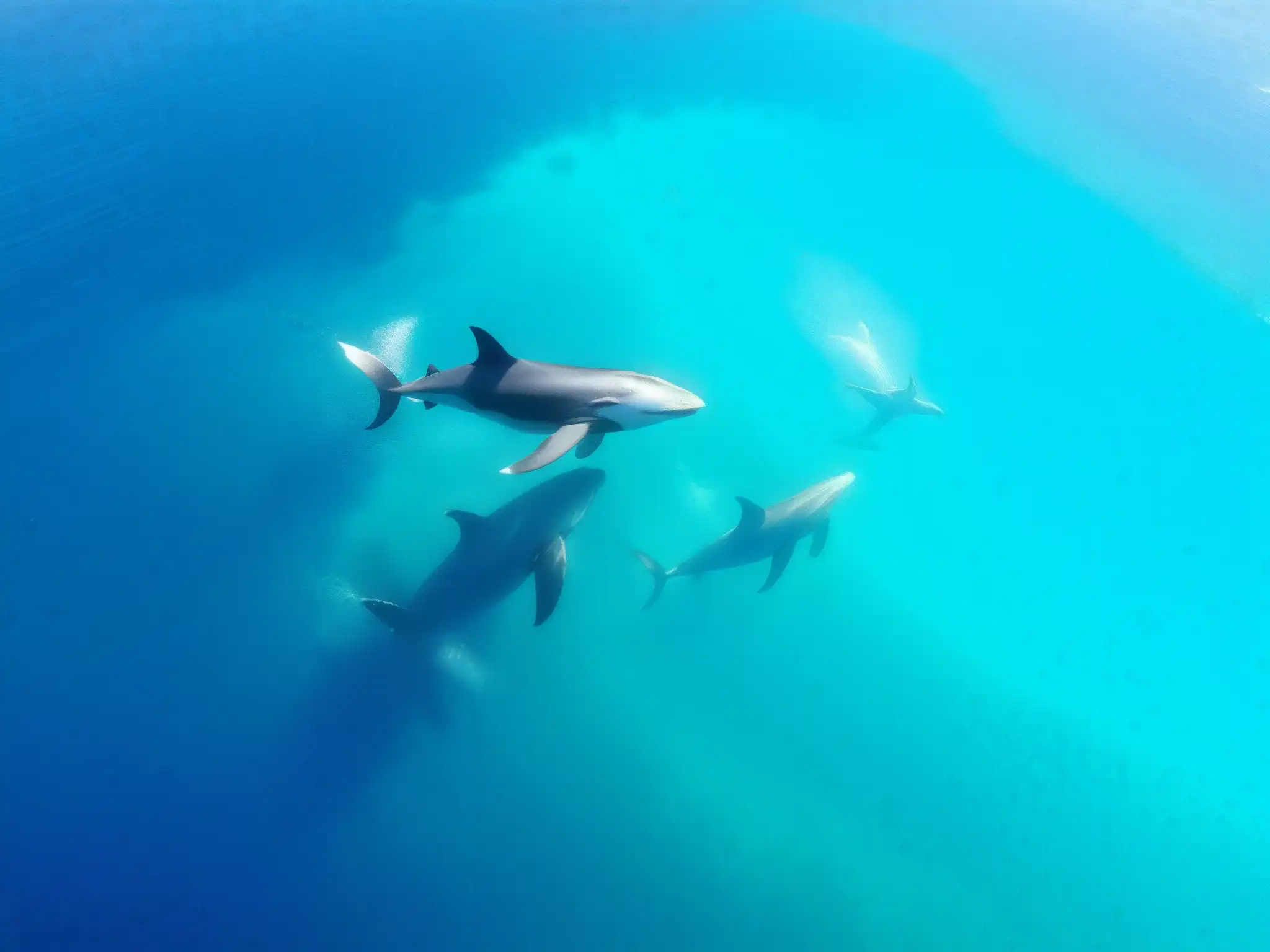 Un grupo de majestuosas ballenas jorobadas nada en aguas turquesas, iluminadas por el sol