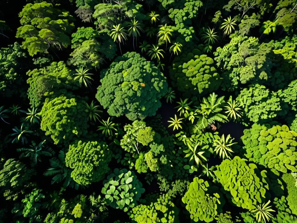 Imagen aérea de exuberante selva tropical, con diversidad de árboles, plantas y vida silvestre